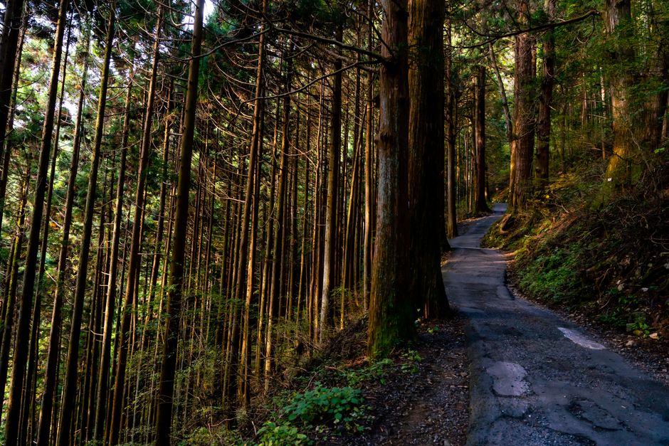 箱根の散歩風景
