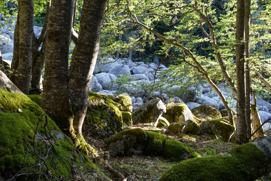 箱根の散歩風景